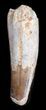 Spinosaurus Tooth - Large Root Section #40343-3